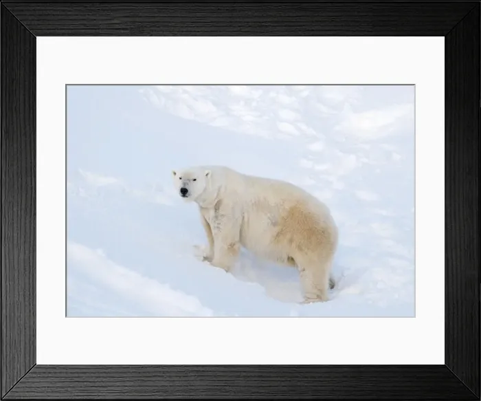 Framed Print : Picture No. 11982001 Framed Print : Picture No. 11982001