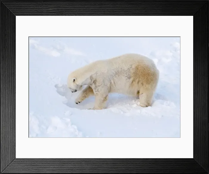 Framed Print : Picture No. 11982002 Framed Print : Picture No. 11982002