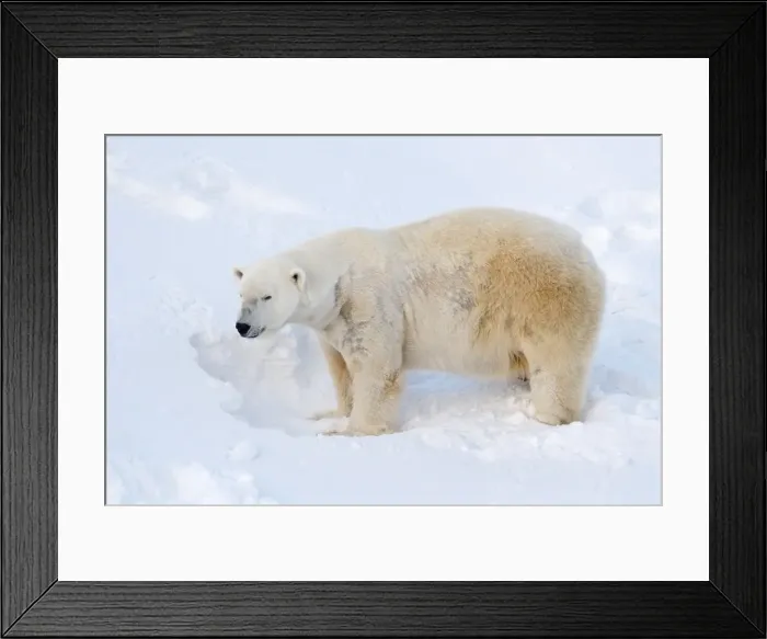 Framed Print : Picture No. 11982003 Framed Print : Picture No. 11982003