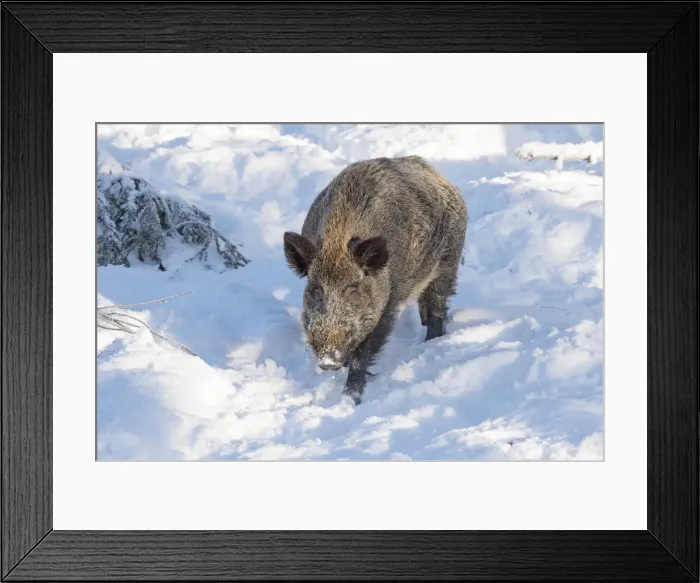 Framed Print : Picture No. 11982007