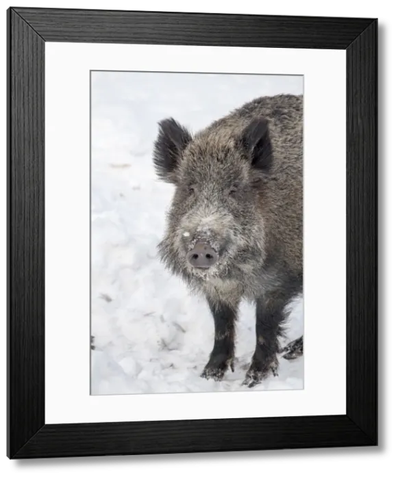 Framed Print : Picture No. 11982008 Framed Print : Picture No. 11982008