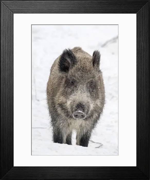 Framed Print : Picture No. 11982009 Framed Print : Picture No. 11982009