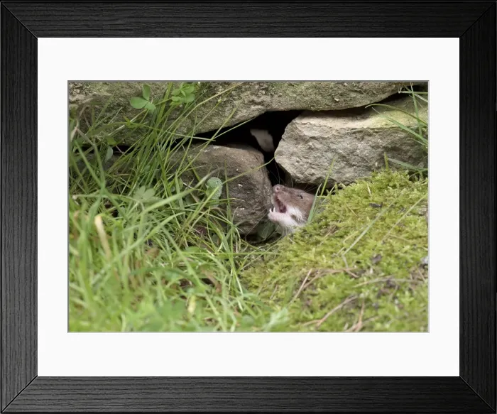 Framed Print : Picture No. 11982010 Framed Print : Picture No. 11982010
