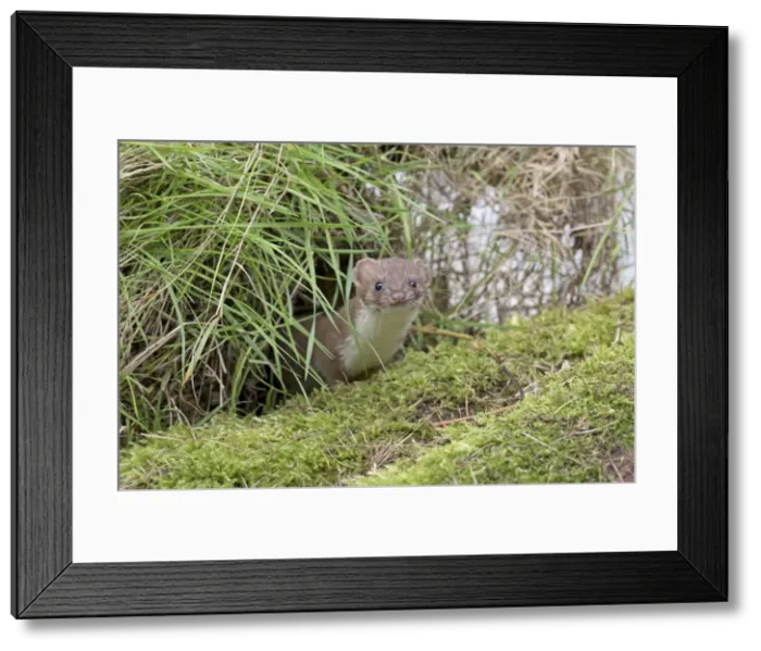 Framed Print : Picture No. 11982011 Framed Print : Picture No. 11982011