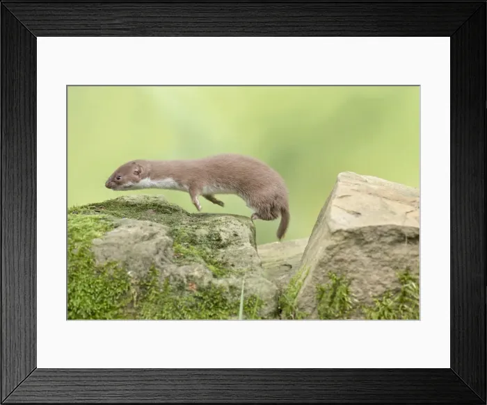 Framed Print : Picture No. 11982012 Framed Print : Picture No. 11982012