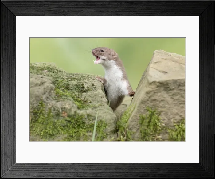 Framed Print : Picture No. 11982013 Framed Print : Picture No. 11982013