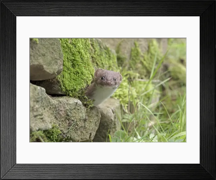 Framed Print : Picture No. 11982014 Framed Print : Picture No. 11982014