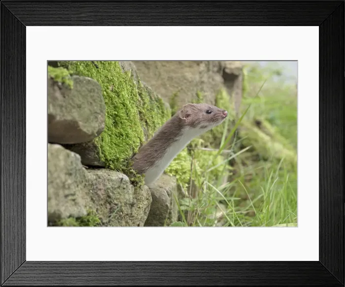 Framed Print : Picture No. 11982015 Framed Print : Picture No. 11982015