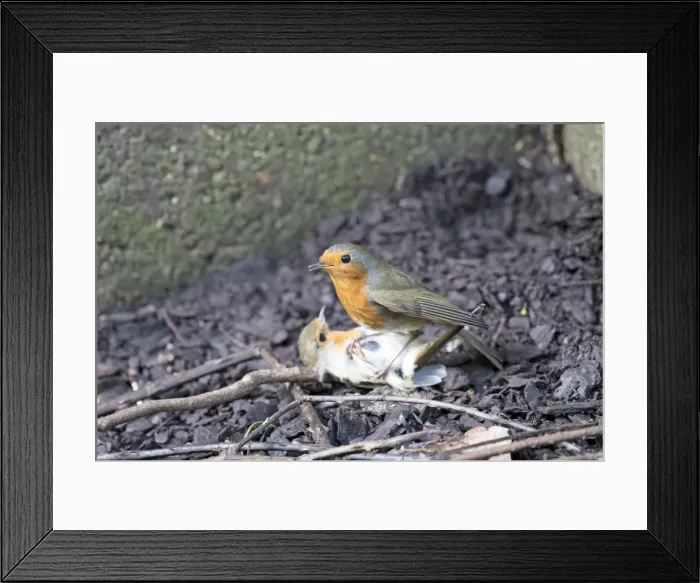 Framed Print : Picture No. 11982016 Framed Print : Picture No. 11982016