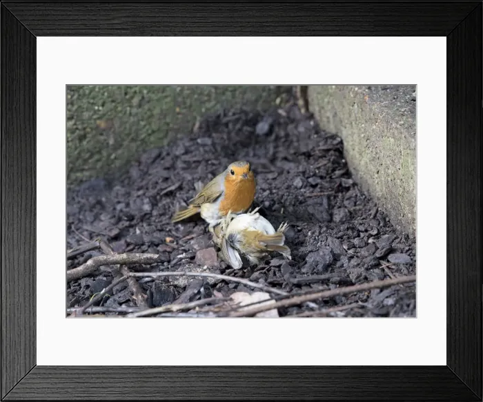 Framed Print : Picture No. 11982017 Framed Print : Picture No. 11982017