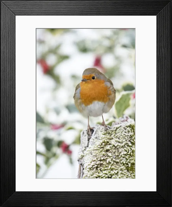 Framed Print : Picture No. 11982018 Framed Print : Picture No. 11982018