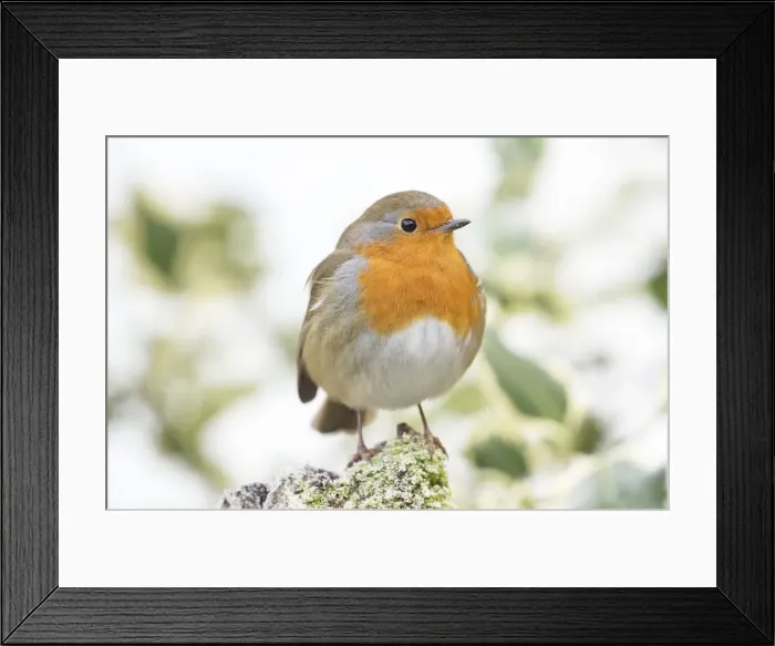 Framed Print : Picture No. 11982019 Framed Print : Picture No. 11982019