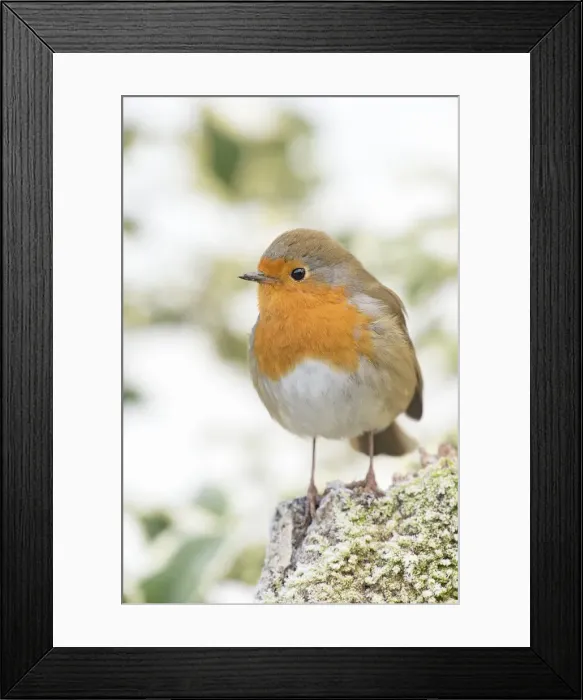 Framed Print : Picture No. 11982020 Framed Print : Picture No. 11982020