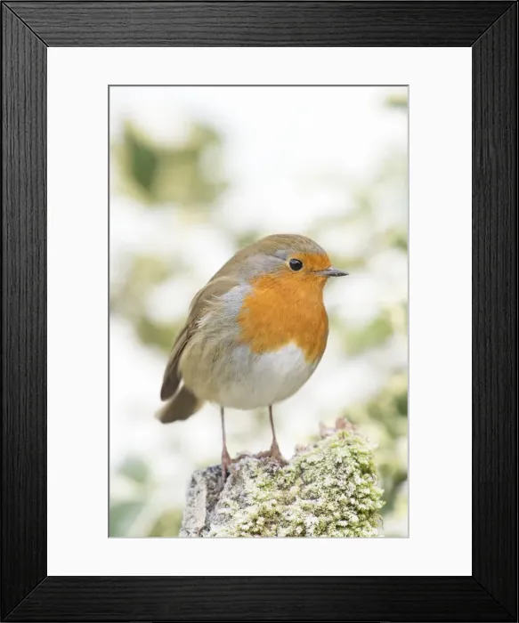 Framed Print : Picture No. 11982021 Framed Print : Picture No. 11982021
