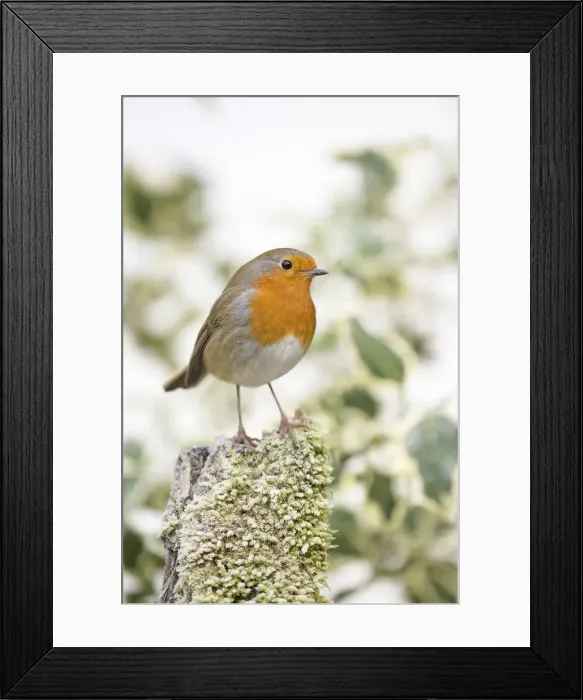 Framed Print : Picture No. 11982022 Framed Print : Picture No. 11982022