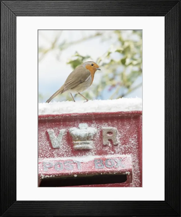 Framed Print : Picture No. 11982024