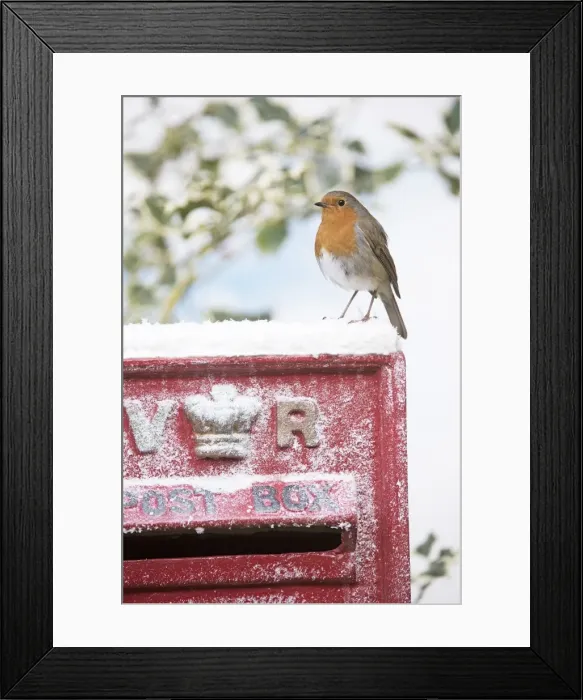 Framed Print : Picture No. 11982025