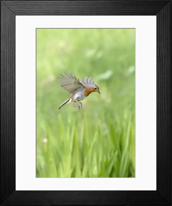 Framed Print : Picture No. 11982026 Framed Print : Picture No. 11982026