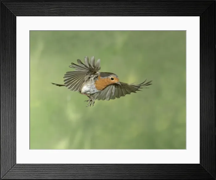 Framed Print : Picture No. 11982028 Framed Print : Picture No. 11982028
