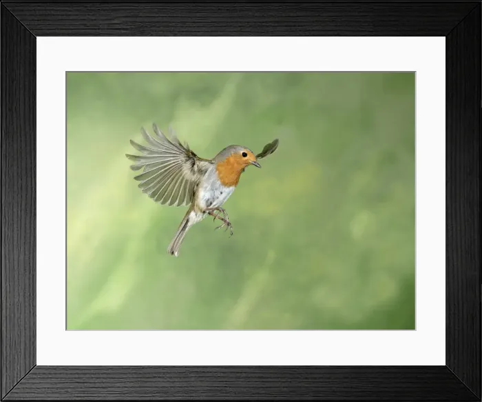 Framed Print : Picture No. 11982029 Framed Print : Picture No. 11982029