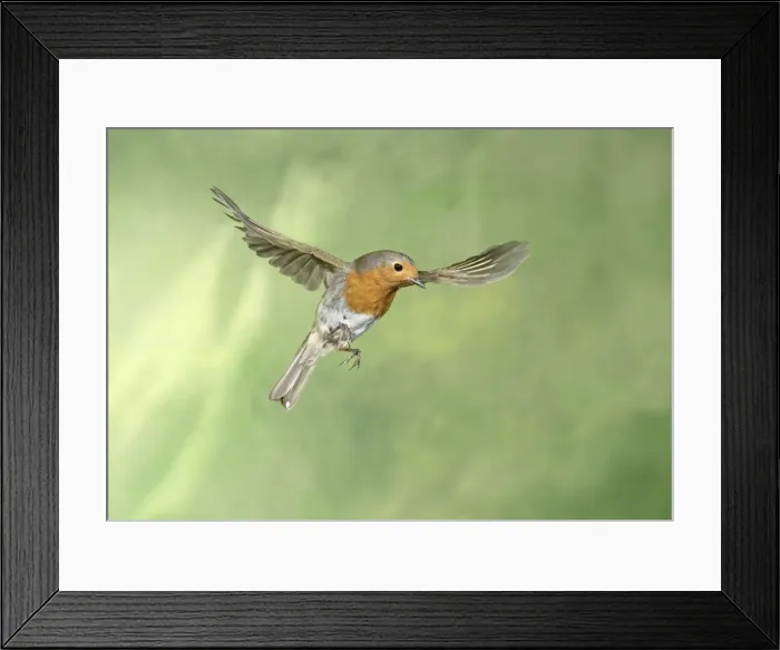 Framed Print : Picture No. 11982030 Framed Print : Picture No. 11982030