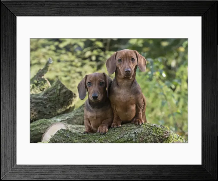 Framed Print : Picture No. 11982187 Framed Print : Picture No. 11982187