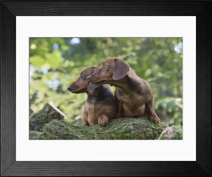 Framed Print : Picture No. 11982189 Framed Print : Picture No. 11982189