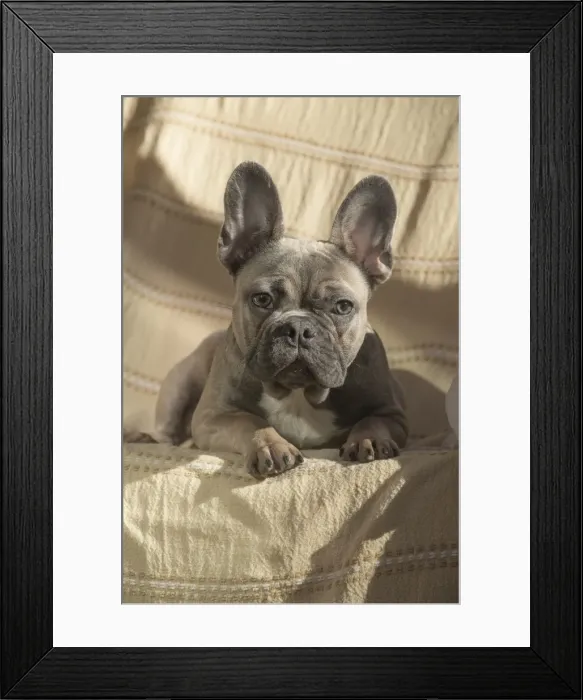 Framed Print : Picture No. 11982197