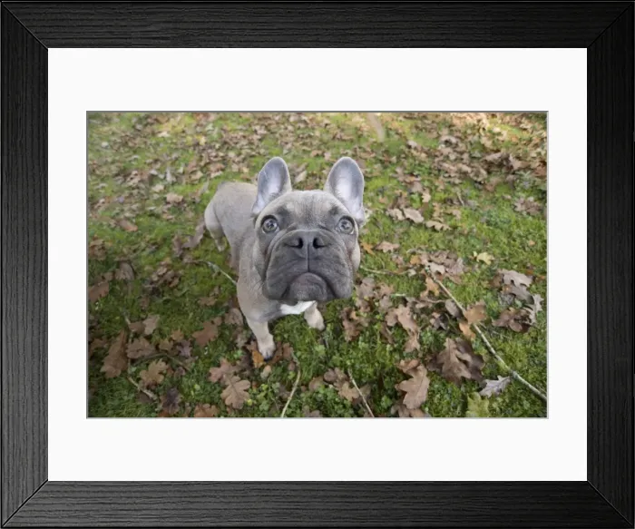 Framed Print : Picture No. 11982202 Framed Print : Picture No. 11982202