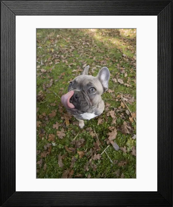 Framed Print : Picture No. 11982203 Framed Print : Picture No. 11982203
