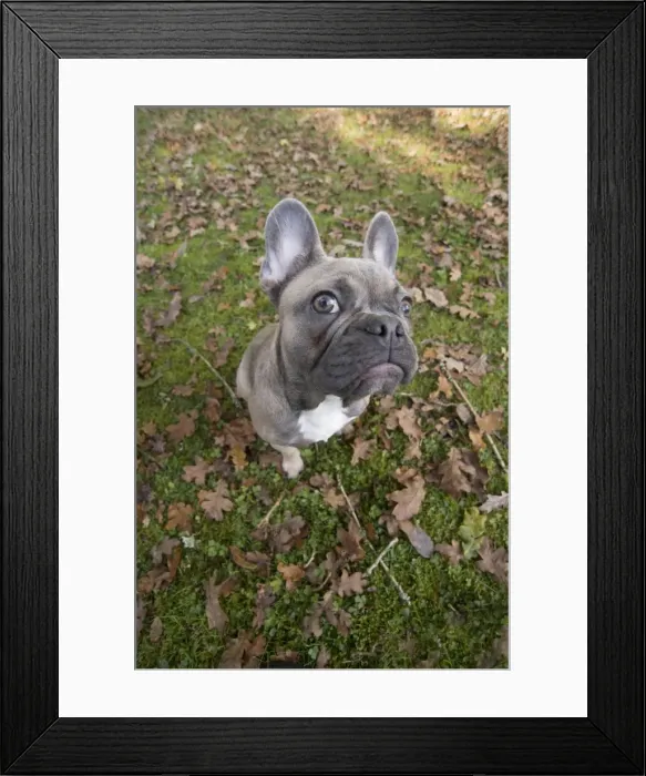 Framed Print : Picture No. 11982204 Framed Print : Picture No. 11982204