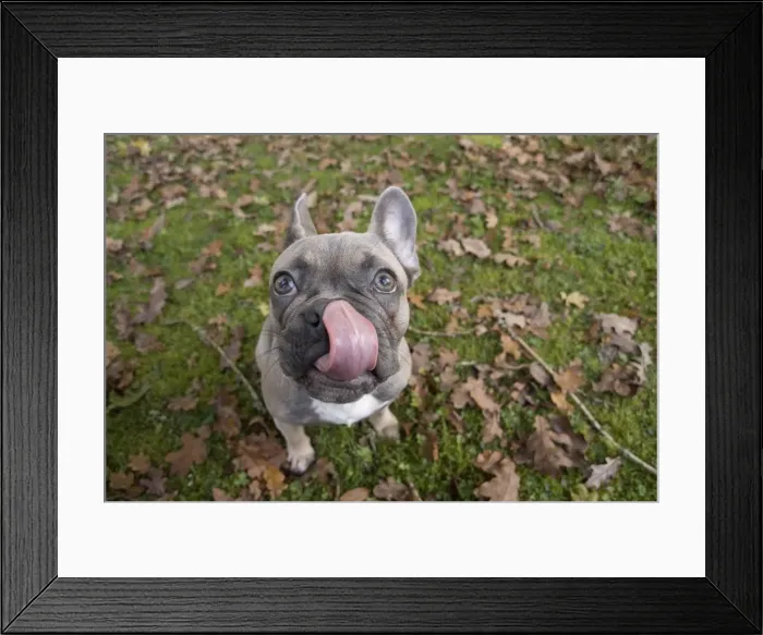 Framed Print : Picture No. 11982206 Framed Print : Picture No. 11982206