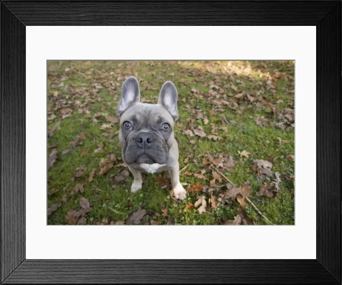 Framed Print : Picture No. 11982207 Framed Print : Picture No. 11982207