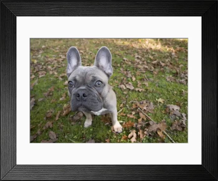 Framed Print : Picture No. 11982208 Framed Print : Picture No. 11982208