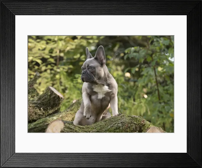 Framed Print : Picture No. 11982209