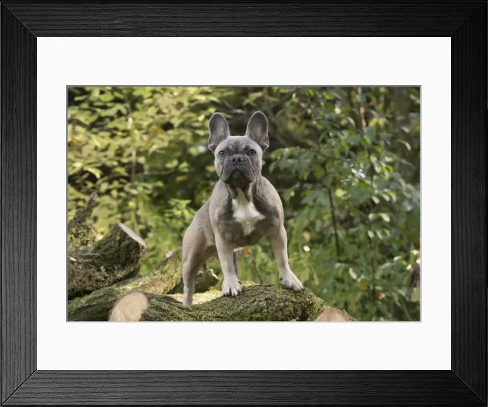 Framed Print : Picture No. 11982210 Framed Print : Picture No. 11982210