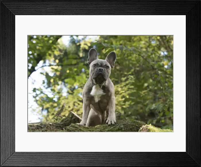 Framed Print : Picture No. 11982211