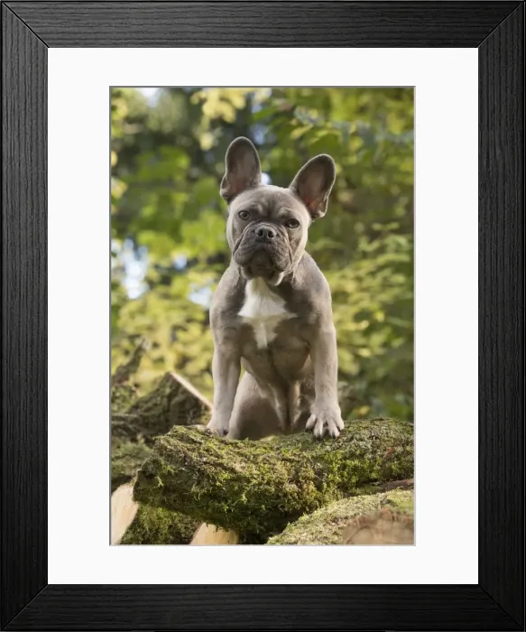 Framed Print : Picture No. 11982212 Framed Print : Picture No. 11982212