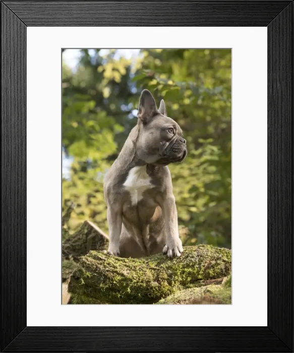 Framed Print : Picture No. 11982213 Framed Print : Picture No. 11982213