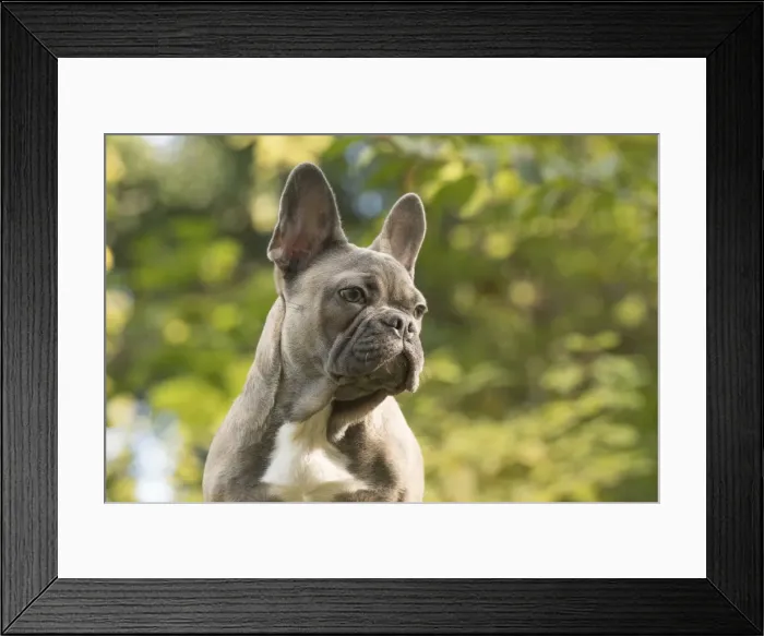 Framed Print : Picture No. 11982215 Framed Print : Picture No. 11982215