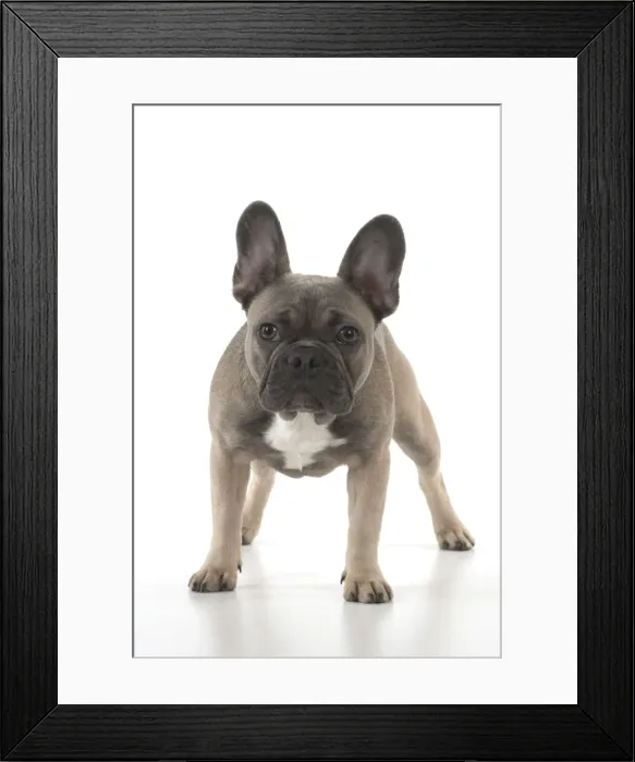 Framed Print : Picture No. 11982216