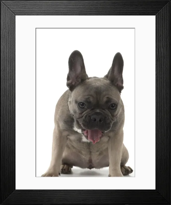 Framed Print : Picture No. 11982219 Framed Print : Picture No. 11982219