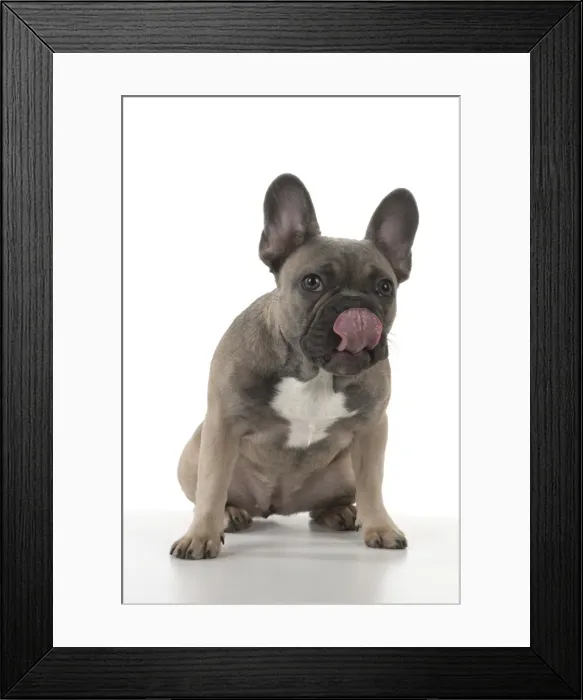 Framed Print : Picture No. 11982221