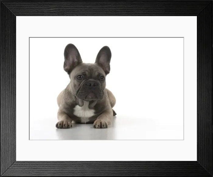 Framed Print : Picture No. 11982225 Framed Print : Picture No. 11982225