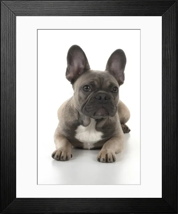 Framed Print : Picture No. 11982226 Framed Print : Picture No. 11982226