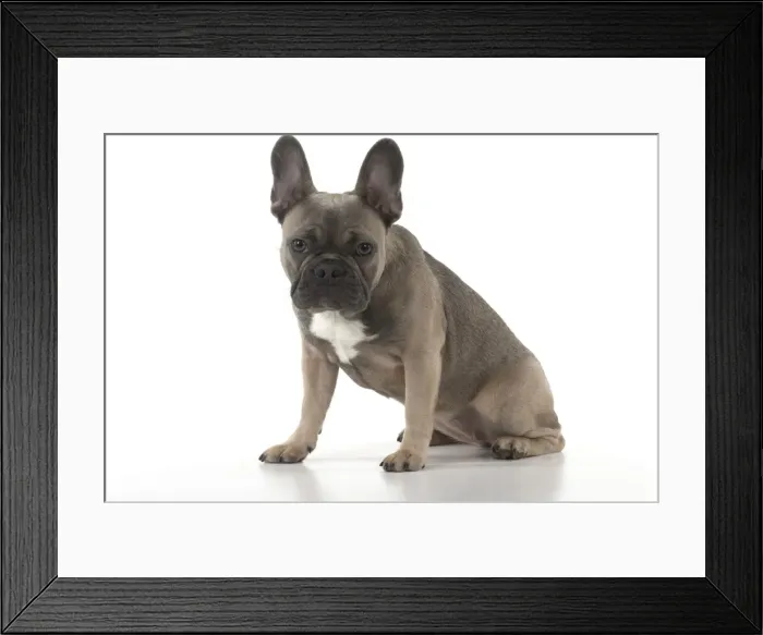 Framed Print : Picture No. 11982227 Framed Print : Picture No. 11982227