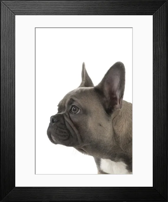 Framed Print : Picture No. 11982228 Framed Print : Picture No. 11982228