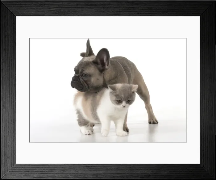 Framed Print : Picture No. 11982232 Framed Print : Picture No. 11982232