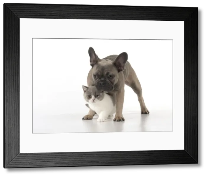 Framed Print : Picture No. 11982233 Framed Print : Picture No. 11982233