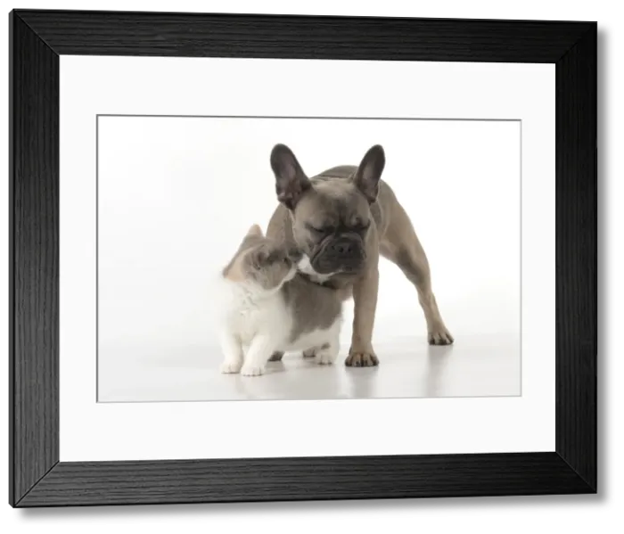 Framed Print : Picture No. 11982234 Framed Print : Picture No. 11982234